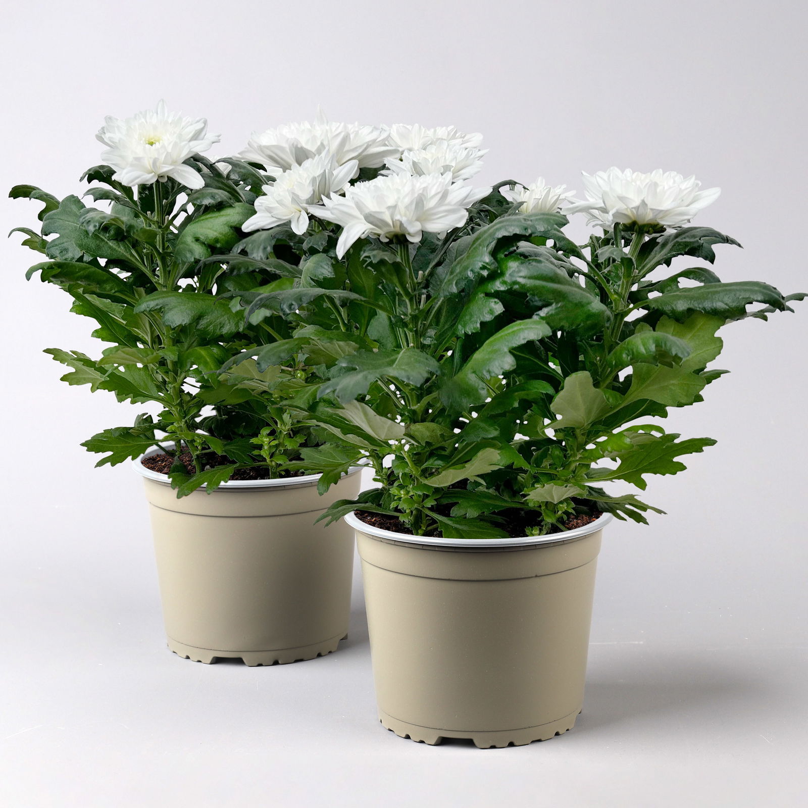 Chrysantheme 'Chrysanne® Zembla' weiß, großblumig, Topf-Ø 17 cm, 2 Stück