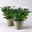 Chrysantheme 'Chrysanne® Zembla' weiß, großblumig, Topf-Ø 19cm, 2er-Set