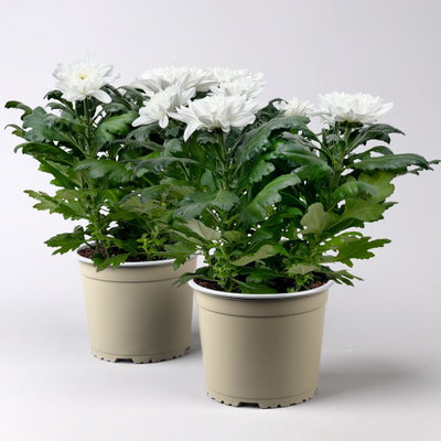 Chrysantheme 'Chrysanne® Zembla', weiß, großblumig, Topf-Ø 17 cm, 2 Pflanzen