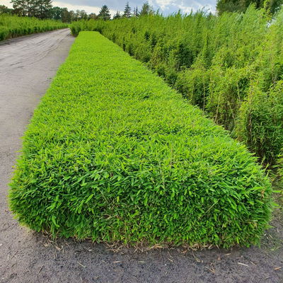 Kleiner Formschnittbambus 'Moontears'® EU-S - Kugel, Topf 7,5 Liter, 2 Stück