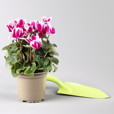 Alpenveilchen, 'Fantasia' lila-weiß, Topf-Ø 10,5 cm, 8 Pflanzen