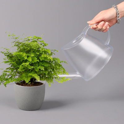 Frauenhaarfarn 'Fritz Lüthi', Topf-Ø 12 cm, Höhe ca. 23 cm, 3 Pflanzen