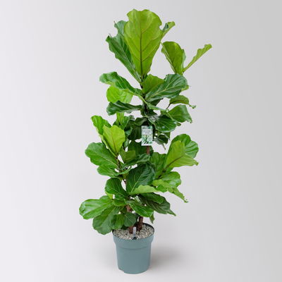 Geigenfeige, Topf-Ø 30 cm, Höhe ca. 150 cm, inkl. Bewässerungssystem mit Anzeige Geigenfeige, Topf-Ø 30 cm, Höhe ca. 150 cm, inkl. Bewässerungssystem mit Anzeige