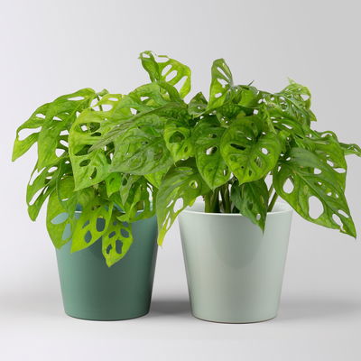 Monstera adansonii mit Topf Dallas seegrün, gl.blau, Topf-Ø 12 cm, 2 Pflanzen Monstera adansonii mit Topf Dallas seegrün, gl.blau, Topf-Ø 12 cm, 2 Pflanzen