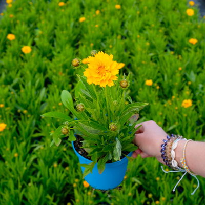 Bio Mädchenauge 'Sunray' sonnengelb, Topf 11x11 cm, 3 Pflanzen Bio Mädchenauge 'Sunray' sonnengelb, Topf 11x11 cm, 3 Pflanzen