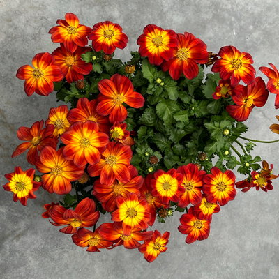 Goldmarie 'BLAZING Ring of Fire' rot-gelb, Topf-Ø 12 cm, 6er-Set Goldmarie 'BLAZING Ring of Fire' rot-gelb, Topf-Ø 12 cm, 6er-Set