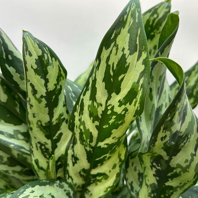 Aglaonema 'Miss Juliette', in Keramiktopf Dallas, Topf-Ø 17 cm, Höhe ca. 55 cm Aglaonema 'Miss Juliette', in Keramiktopf Dallas, Topf-Ø 17 cm, Höhe ca. 55 cm