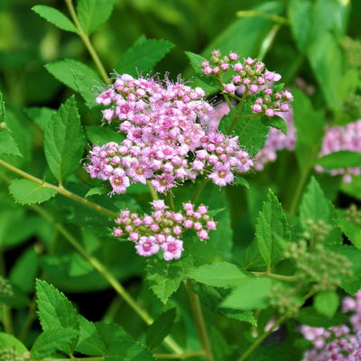Zwergsommerspiere 'Little Princess', rosa, Höhe 25-30 cm, im 5 lt. Topf
