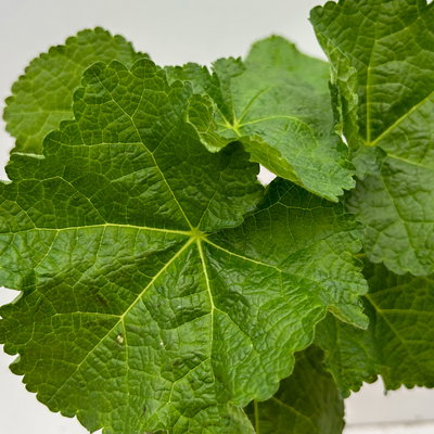 Stockrose, rosa, Topf-Ø 13 cm, 6 Pflanzen Stockrose, rosa, Topf-Ø 13 cm, 6 Pflanzen