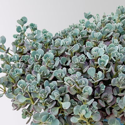 Fetthenne, Sedum 'Lidakense', rosarot, Höhe 15-20 cm, Topf 3 Liter