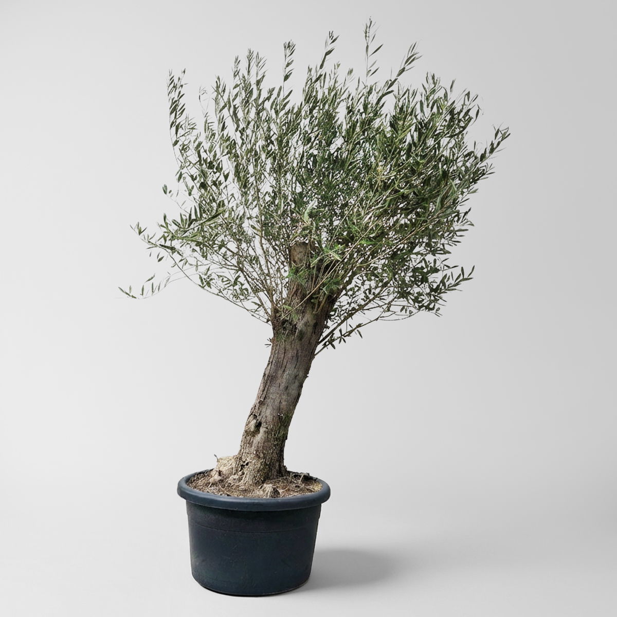 Olivenbaum, Stamm, Topf-Ø ca. 60 cm, Höhe 180-200 cm