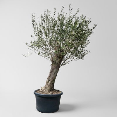 Olivenbaum, Stamm, Topf-Ø ca. 60 cm, Höhe 180-200 cm