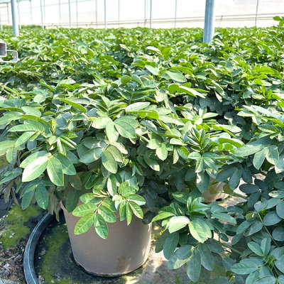 Gewürzrinde, gelb, Topf-Ø 27 Gewürzrinde, gelb, Topf-Ø 27