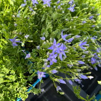 Bio Campanula garganica blau, Topf 11x11 cm, 3 Pflanzen Bio Campanula garganica blau, Topf 11x11 cm, 3 Pflanzen