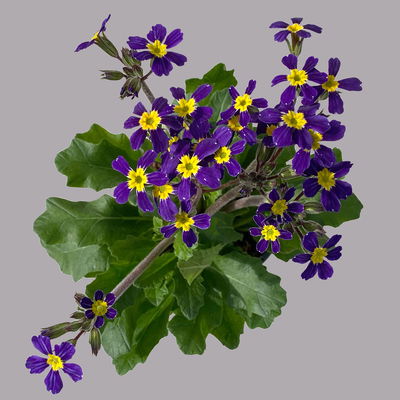 Oak Leaf Primel 'Oak Leaf' Farbe zufällig, Topf-Ø 13 cm, 4er-Set