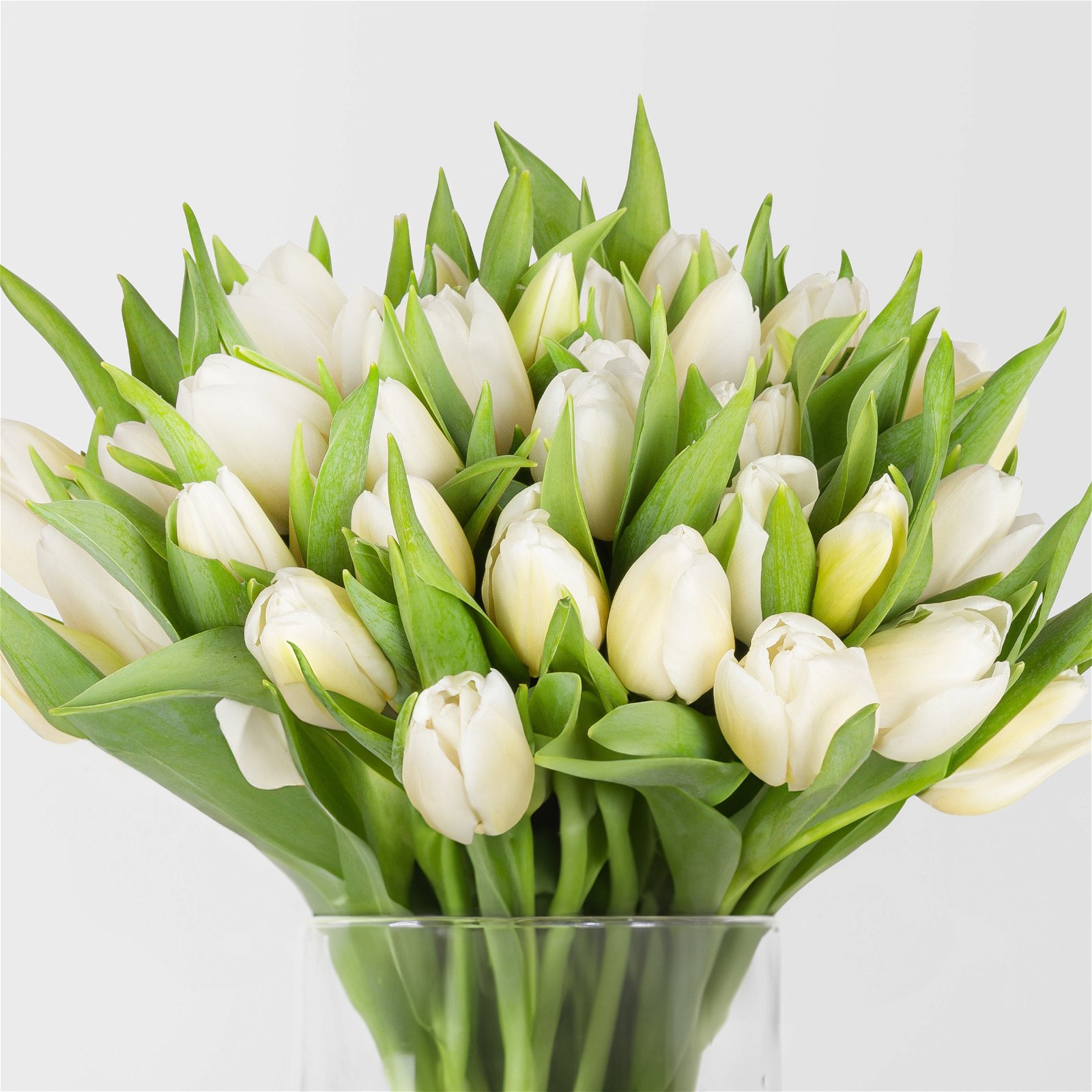 Blumenbund mit Tulpen, 30er-Bund, weiß, inkl. gratis Grußkarte