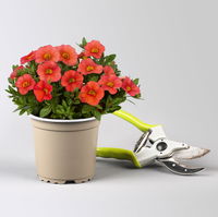 Pflanzenkreation 'Tequila Sunrise', 12 Pflanzen inkl. Erde und Dünger