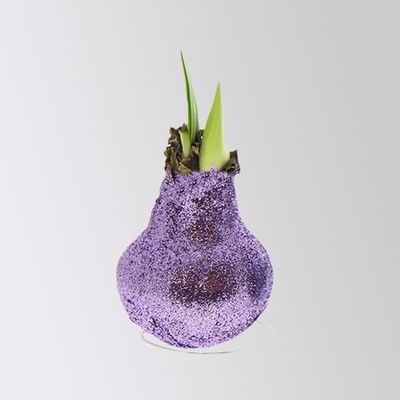 Amaryllis in Wachs, Dekor 'Create Purple', Farbe zufällig, Blüte rot, 2 Pflanzen