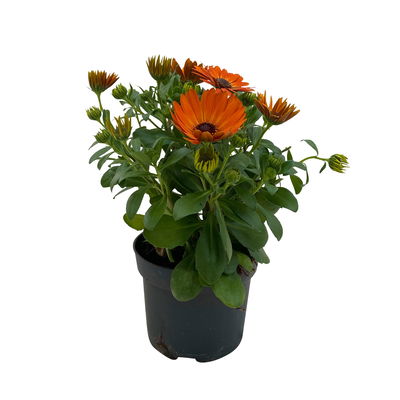 Kapkörbchen orange, Topf-Ø 12 cm, 6er-Set