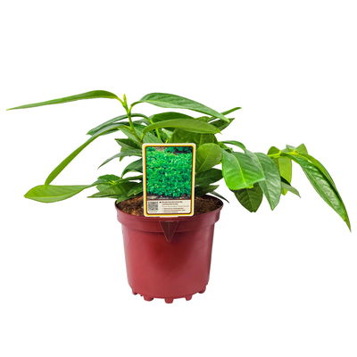 Bodendeckender Kirschlorbeer 'Mount Vernon', Topf 3 Liter , 5er-Set