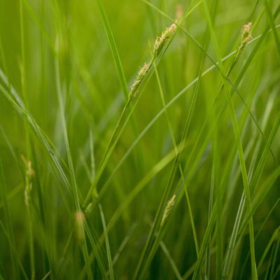 Bio Segge, dunkelgrün, Topf-Ø 12 cm, 3 Pflanzen