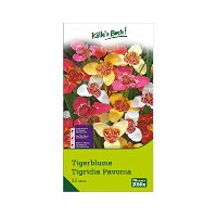 Tigerblumen Mischung, groß, 15 Blumenzwiebeln