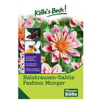 Kölle's Beste Blumenknollen Halskrausen-Dahlie 'Fashion Monger'