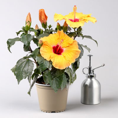 Hibiskus HibisQs® 'Adonicus Apricot' apricot-rot, Topf-Ø 13 cm, 2 Pflanzen