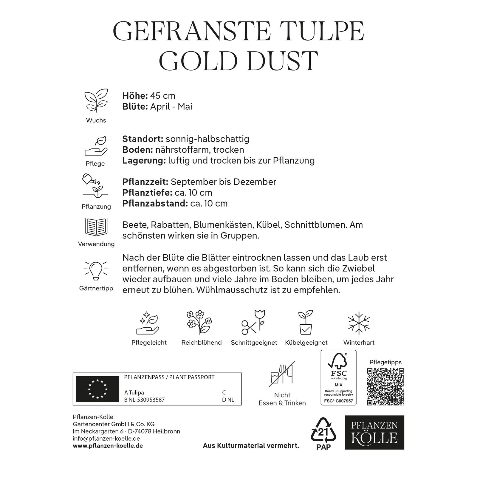 gefranste Tulpen 'Gold Dust', rot, gelb, Größe 11/12, 7 Blumenzwiebeln