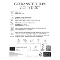 gefranste Tulpen 'Gold Dust', rot, gelb, Größe 11/12, 7 Blumenzwiebeln