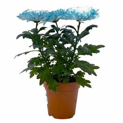 Chrysantheme 'Zembla Make-Upz® Uno Mix, Farben zufällig, Topf-Ø 13 cm, 3er-Set Chrysantheme 'Zembla Make-Upz® Uno Mix, Farben zufällig, Topf-Ø 13 cm, 3er-Set