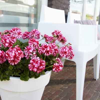 Geranie 'Lollipop Mariska Dark Red' rot-weiß, hängend, Topf-Ø 13 cm, 6er-Set