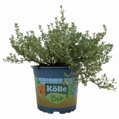 Bio Orangenthymian, Topf-Ø 12cm Bio Orangenthymian, Topf-Ø 12cm
