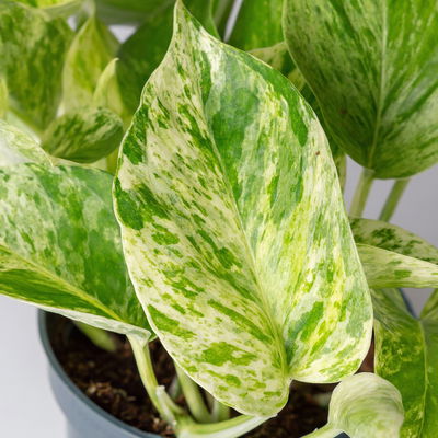 Efeutute 'Marble Queen' inkl. Übertopf Vibes gelb, Topf-Ø 12 cm, Höhe ca. 15 cm Efeutute 'Marble Queen' inkl. Übertopf Vibes gelb, Topf-Ø 12 cm, Höhe ca. 15 cm