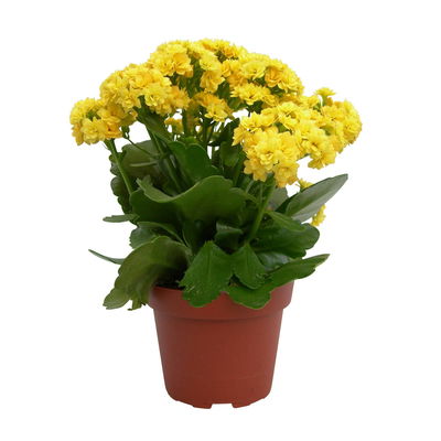 Flammendes Käthchen, Kalanchoe blossfeldiana 'Calandiva', gelb, Gesamthöhe ca. 26 cm