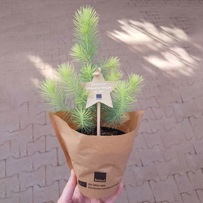 Blu Bio Weihnachtsbäumchen, Topf-Ø 12 cm, 6er Set Blu Bio Weihnachtsbäumchen, Topf-Ø 12 cm, 6er Set