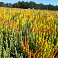 Calluna 'SKYLINE® Trio', gelb-orange-mint, Topf-Ø 13 cm, 3 Pflanzen