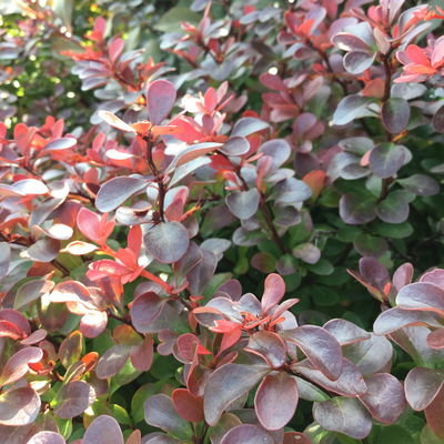 Rote Heckenberberitze, 2er-Set, Höhe 60-80 cm Topf je 7,5 Liter Rote Heckenberberitze, 2er-Set, Höhe 60-80 cm Topf je 7,5 Liter