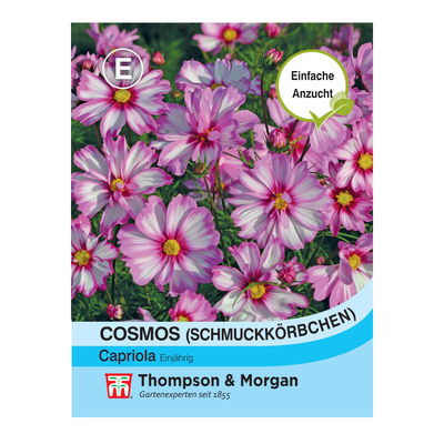 Cosmos Capriola / einjährig, pflegeleicht, ideal fürs Beet Cosmos Capriola / einjährig, pflegeleicht, ideal fürs Beet
