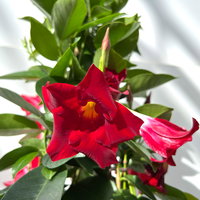 Dipladenie, rot, Pyramide, Topf-Ø 17 cm