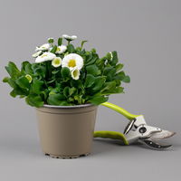 Bellis perennis weiß, Sorte nach Verfügbarkeit, Topf-Ø 14 cm, 4er-Set