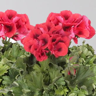 Edelgeranie Bella Donna® 'Don Vito®', rot, Topf-Ø 12 cm, 6 Pflanzen Edelgeranie Bella Donna® 'Don Vito®', rot, Topf-Ø 12 cm, 6 Pflanzen