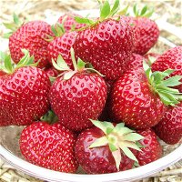 Bio Aroma-Erdbeere, öftertragend, Topf 3 Liter