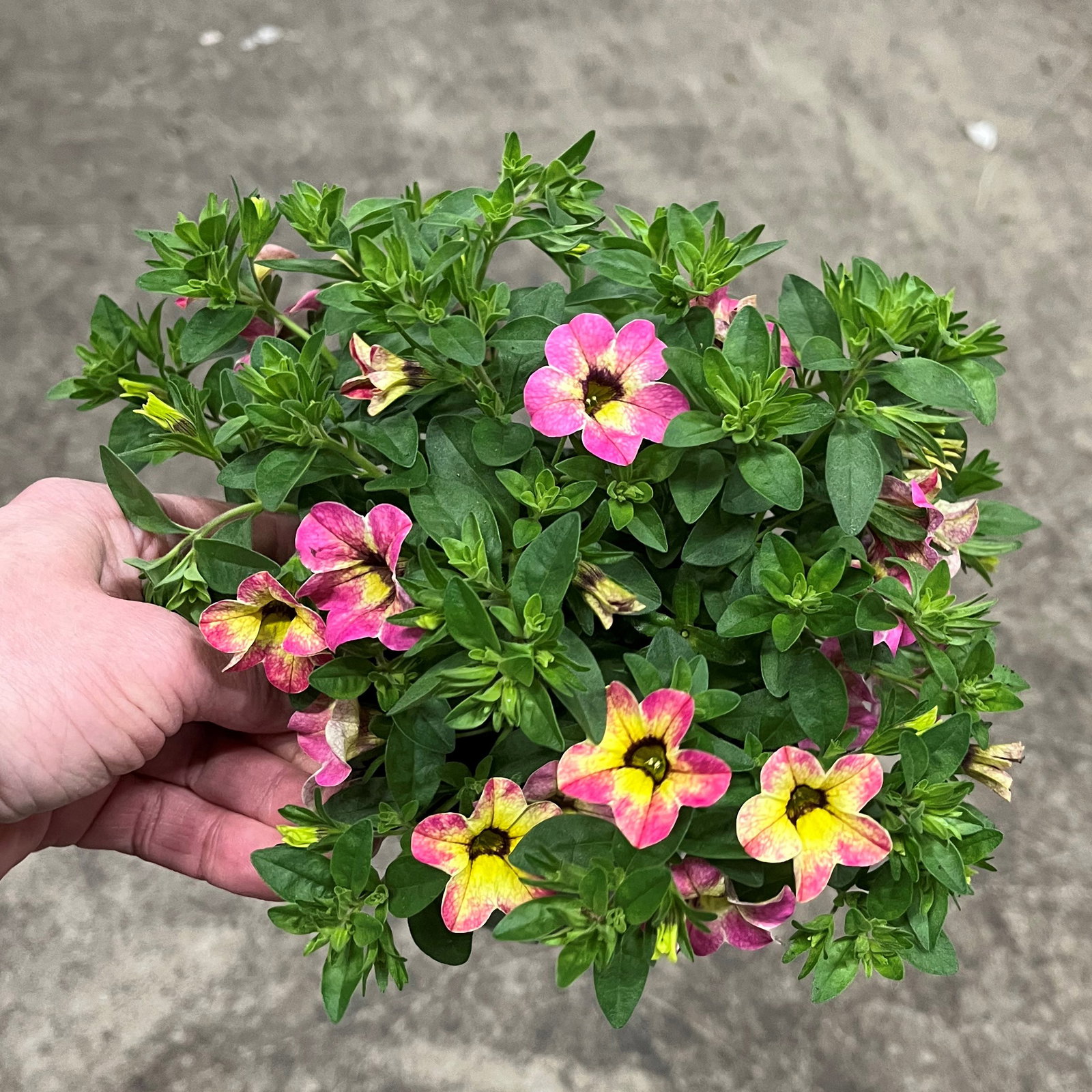 Zauberglöckchen 'Early Diva Cherry', pink-gelb, Topf-Ø 13 cm, 6 Pflanzen