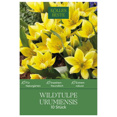 Wildtulpen Urumiensis gelb, 10 Blumenzwiebeln