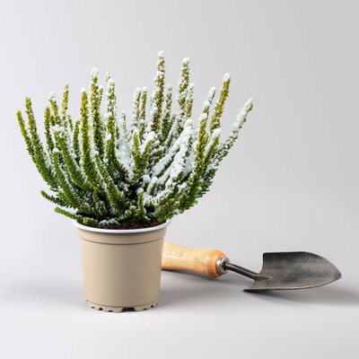 Besenheide SKYLINE®, weiß gefärbt, mit Glitzer, Topf-Ø 11 cm, 6 Pflanzen kaufen Besenheide SKYLINE®, weiß gefärbt, mit Glitzer, Topf-Ø 11 cm, 6 Pflanzen kaufen
