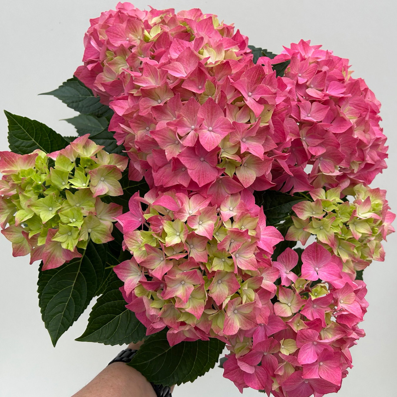 Hortensie 'Everlast Pink', Topf-Ø 14 cm, 2 Pflanzen