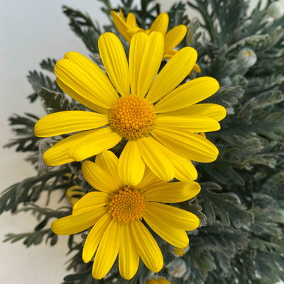 Gelbe Margerite, gelb, Topf-Ø 14 cm, 2 Pflanzen Gelbe Margerite, gelb, Topf-Ø 14 cm, 2 Pflanzen