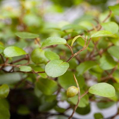 Pflanzenkreation Gartenromantik, 9 Pflanzen inkl. Erde und Dünger Pflanzenkreation Gartenromantik, 9 Pflanzen inkl. Erde und Dünger