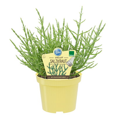 Blu Bio Salzkraut (Queller), Topf-Ø 12 cm, 3er Set Blu Bio Salzkraut (Queller), Topf-Ø 12 cm, 3er Set